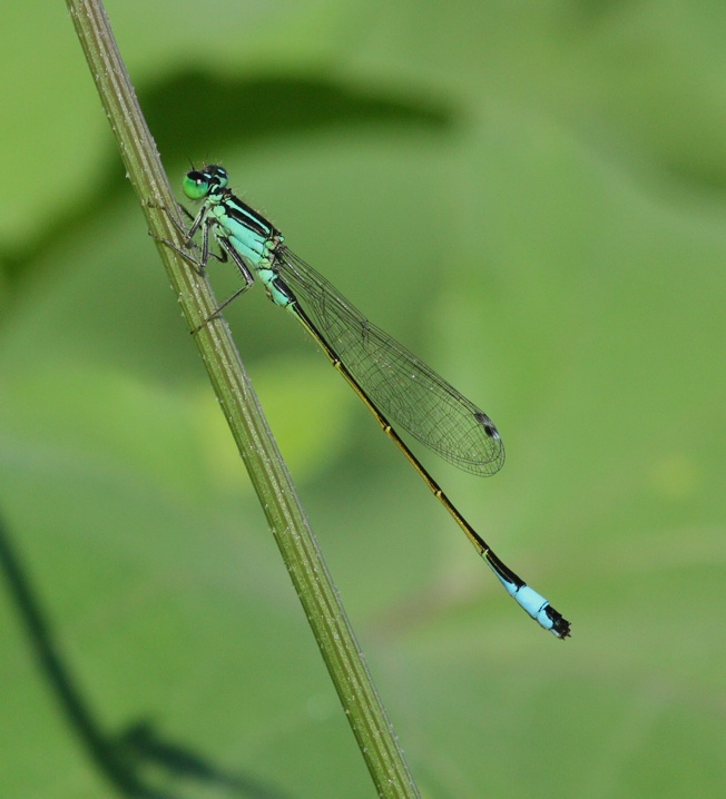 Ischnura elegans?